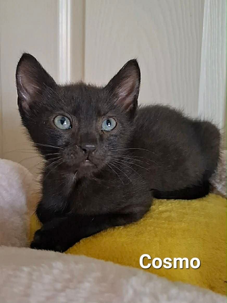 Cosmo Cosmo
